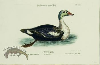 Seligmann Duck 11